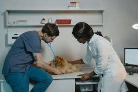 Advice for Soon to Be Veterinarians on Disability Insurance Coverage