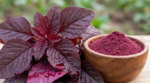 Red Spinach Extract: A Natural Way to Support Blood Flow, Energy, and Heart Health Red Spinach Extract A Natural Way to Support Blood Flow, Energy, and Heart Health